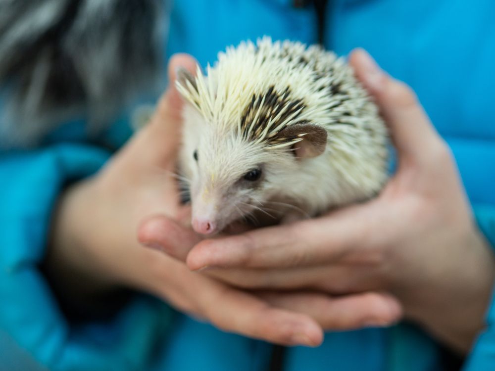 Международная выставка кошек 2019 (СПб)