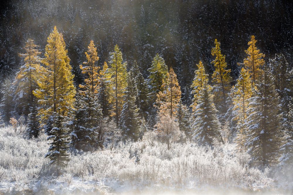 Лиственничная сказка