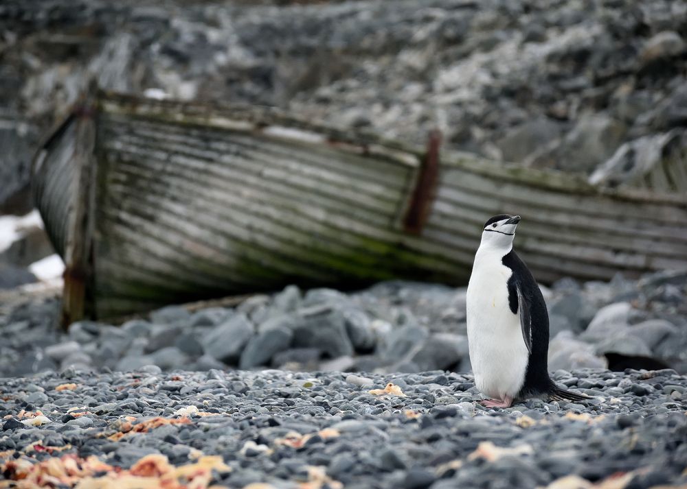 Yankee Harbor Chinstrap