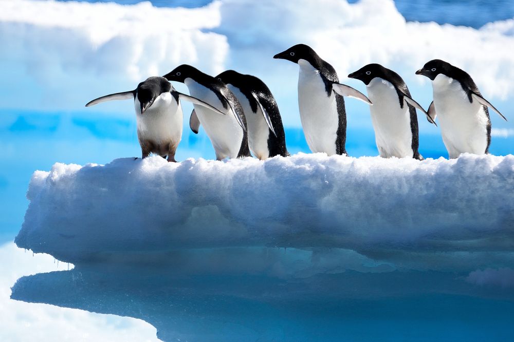 Adélie penguins of Paulet Island