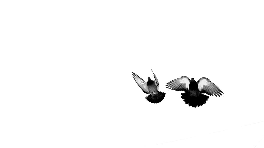 fly at minimalist