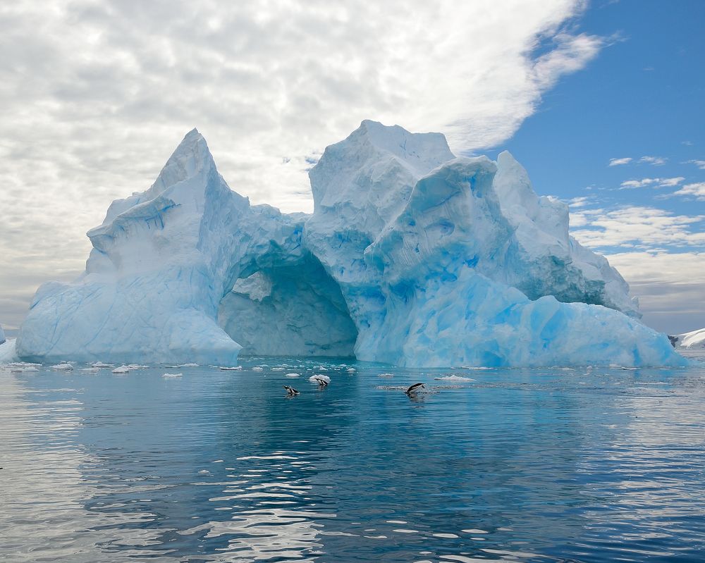 Antarctic iceberg and gentoos