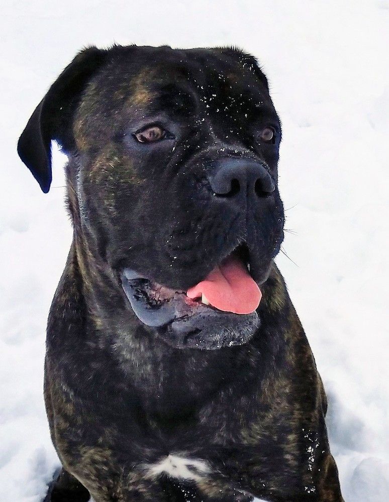 Кане-корсо.