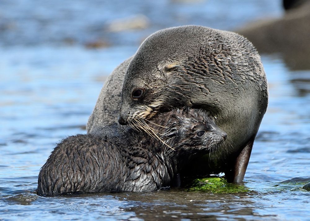 Fur seal bonding