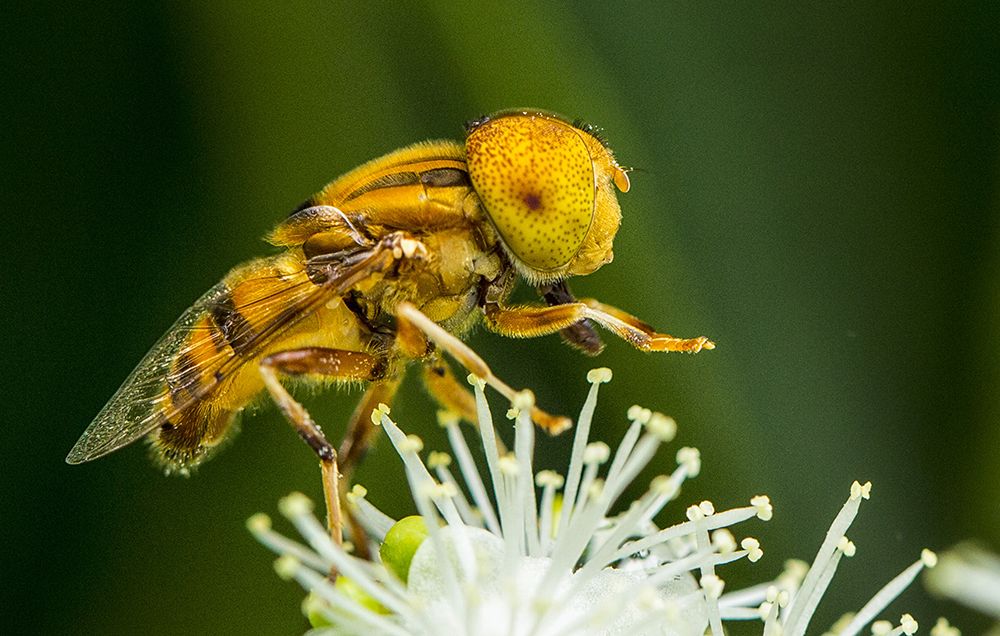 Hoverfly