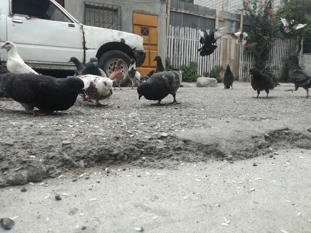Palomas de mi ciudad
