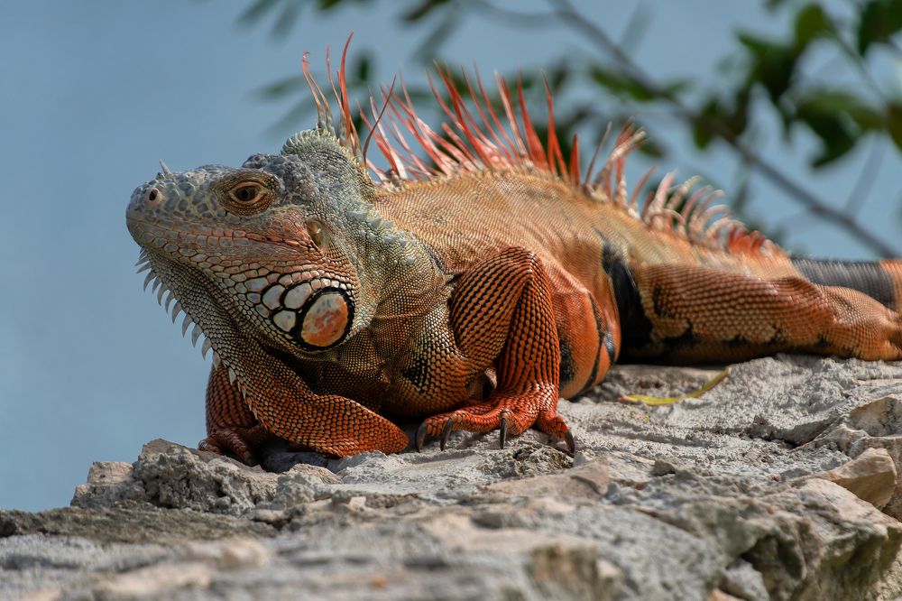 Iguana