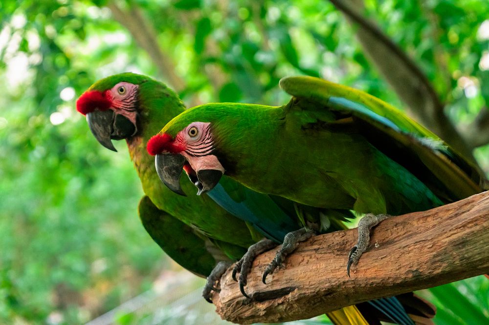Guacamayas