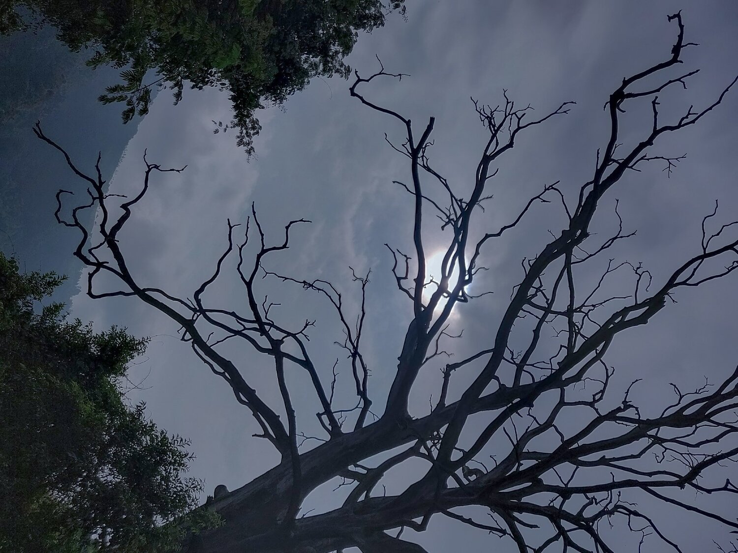 Moon light