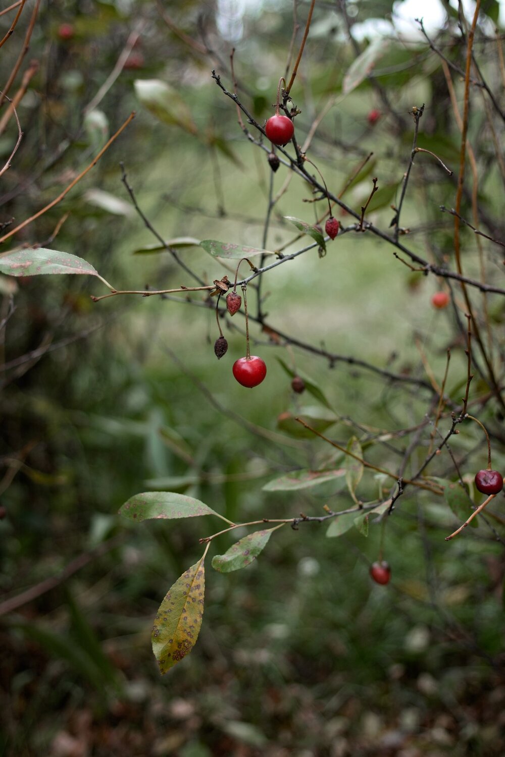 Photo #3061415