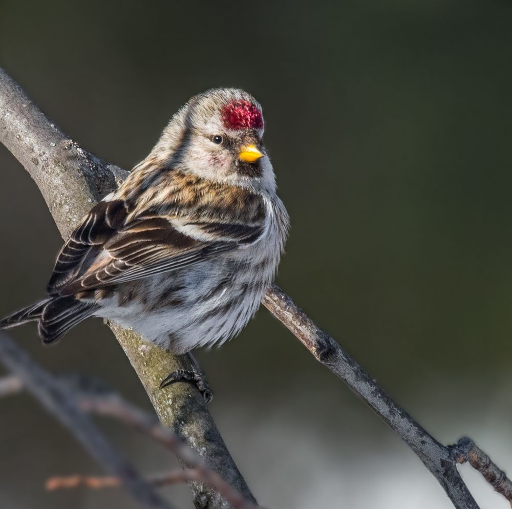 Этюд с чечеткой