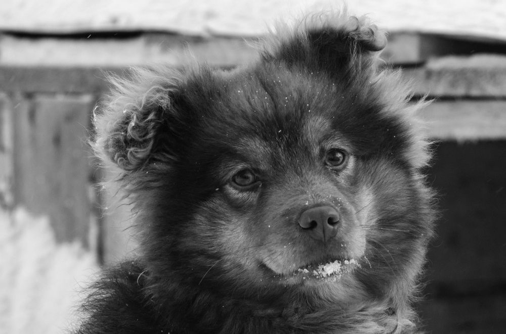 Photograph by Владимир Янчук