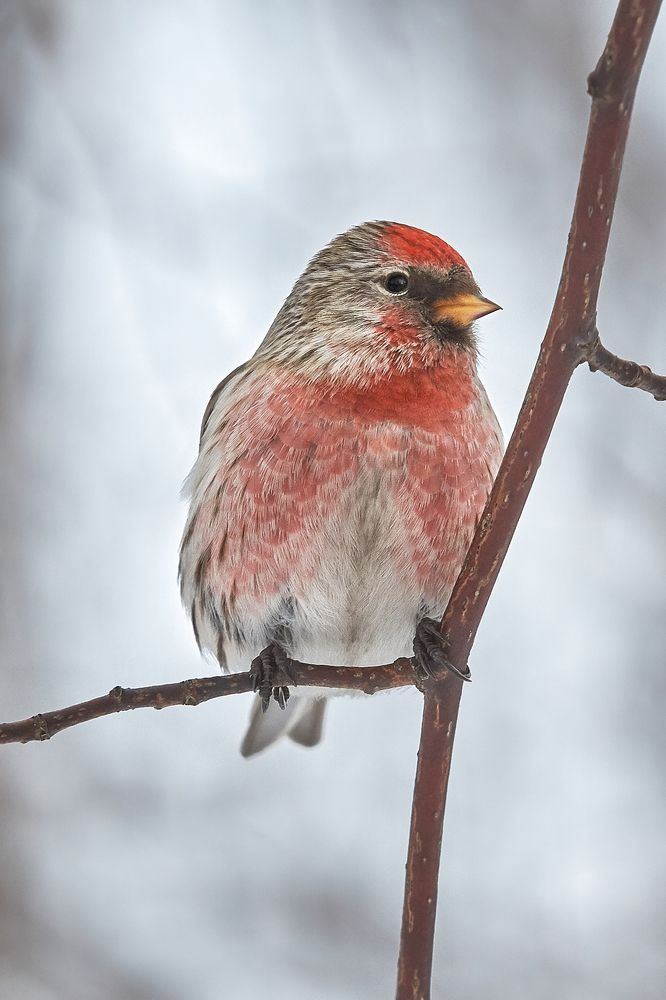 Чечётка (самец)