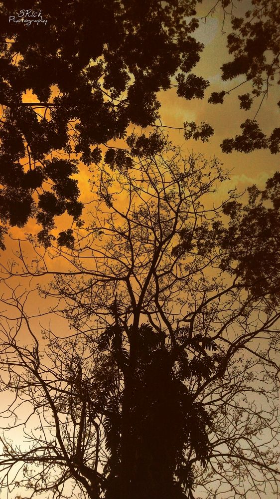 Clouds come floating into my life, no longer to carry rain or usher storm, but to add color to my sunset sky.