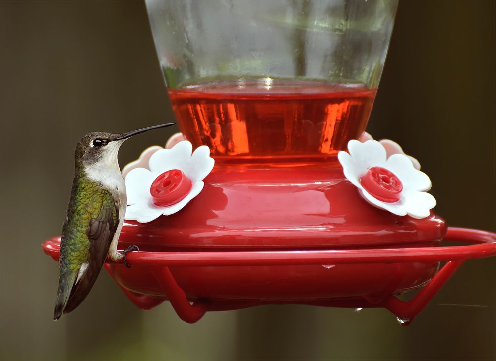 Hummingbird in my garden.