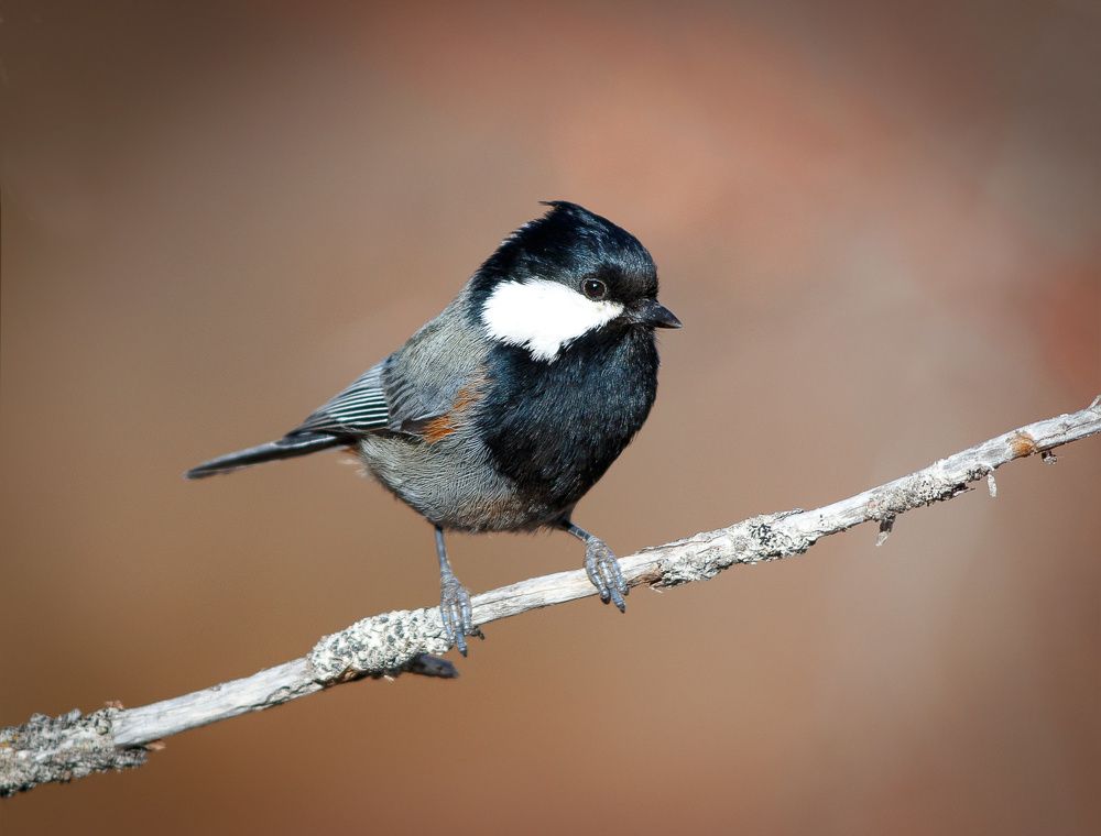 Рыжешейная синица