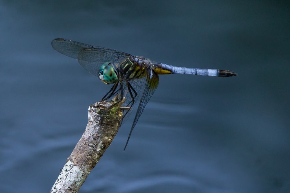 Dragonfly