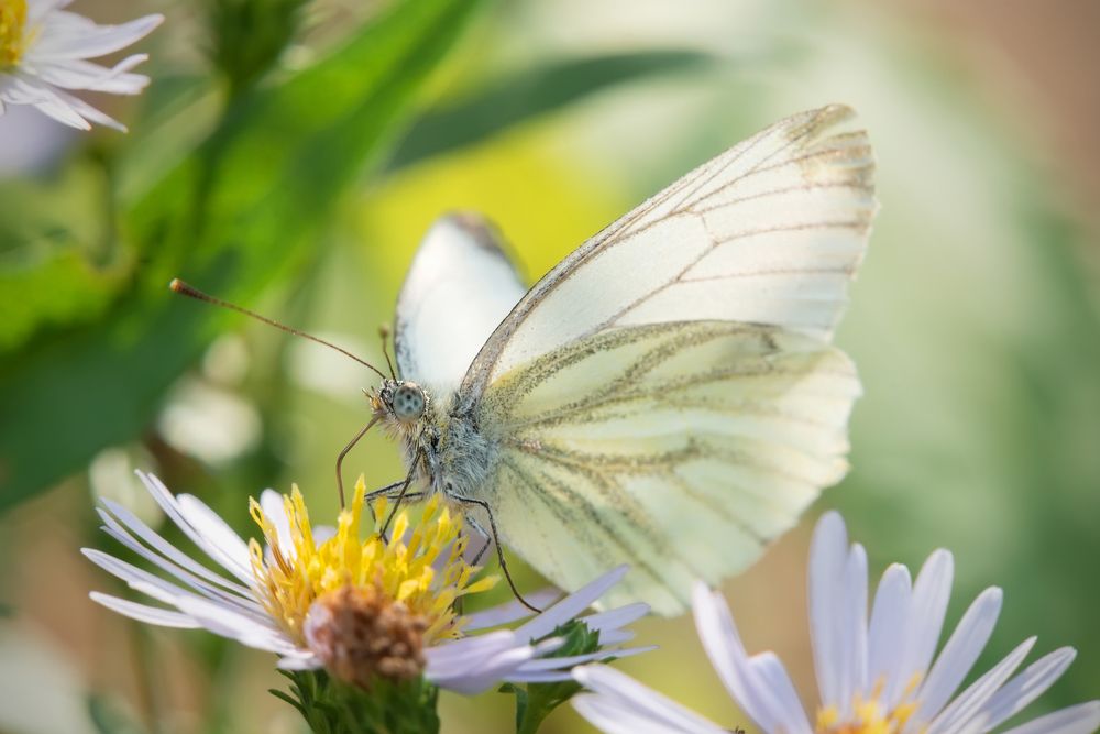 В пастельных тонах