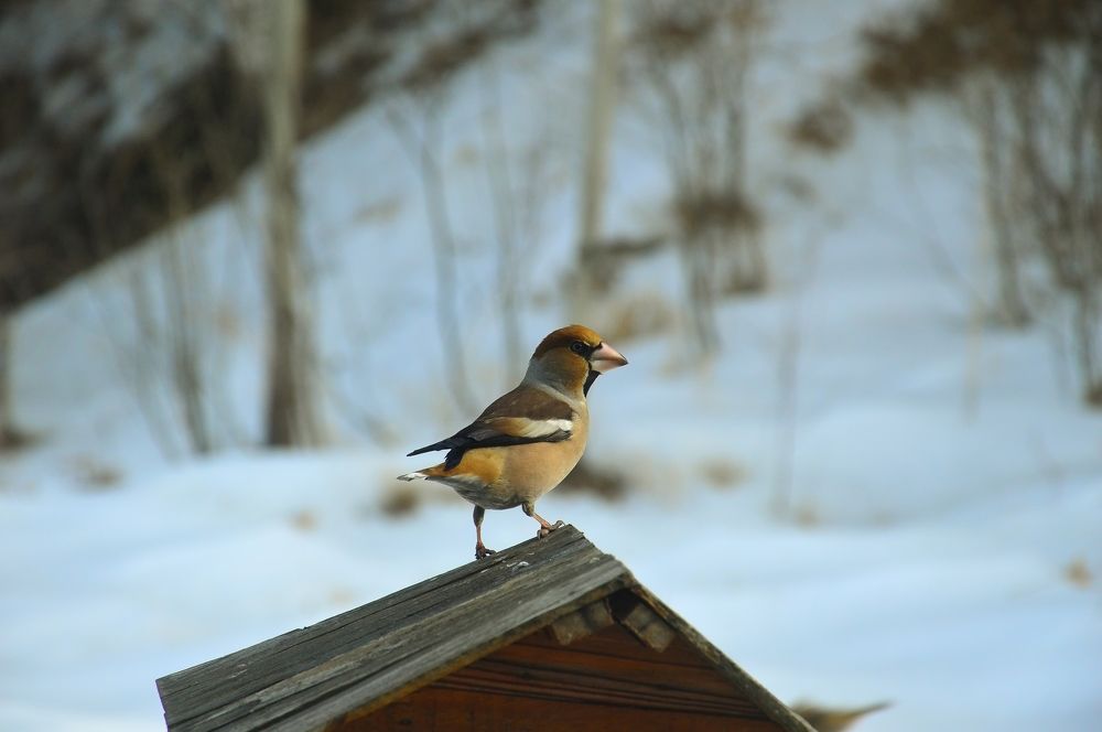 Гость из леса