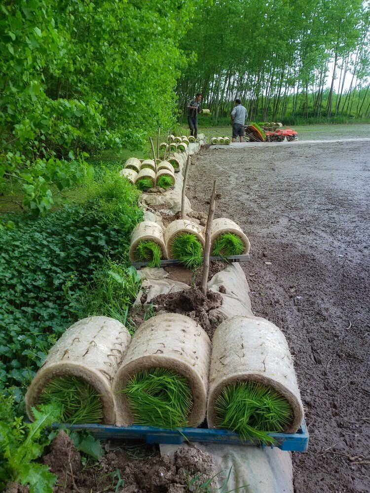 Rice work