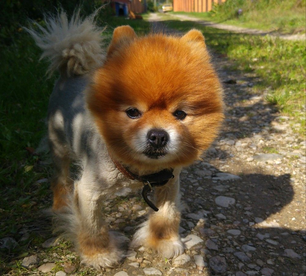Sunny dog