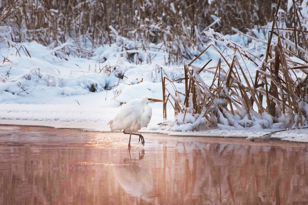 Белая цапля