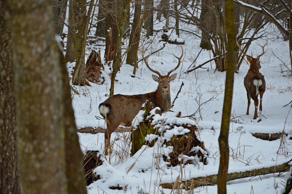 Олень японский / Cervus nippon