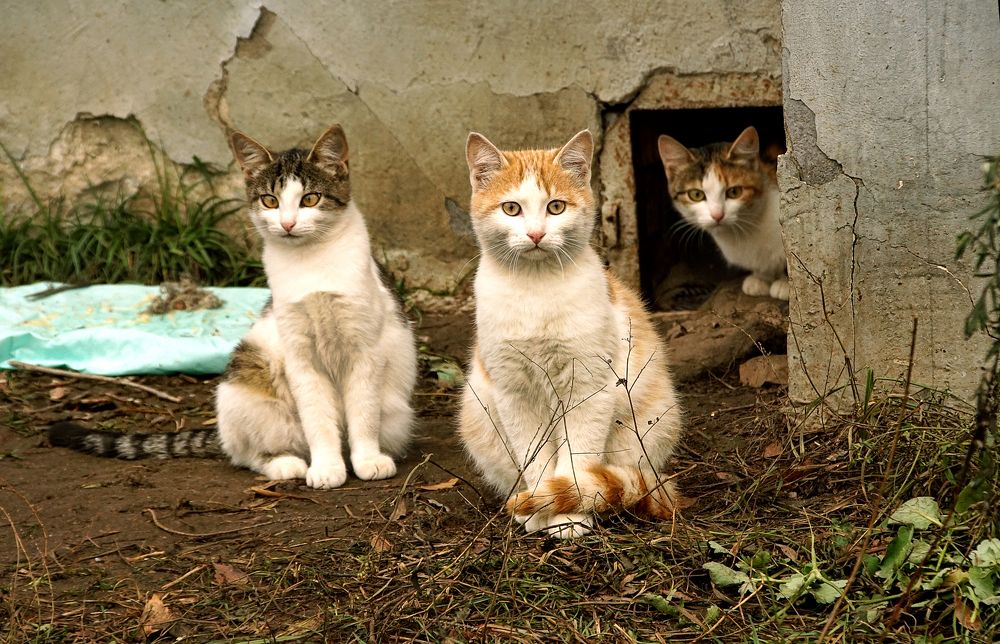 Дети подземелья