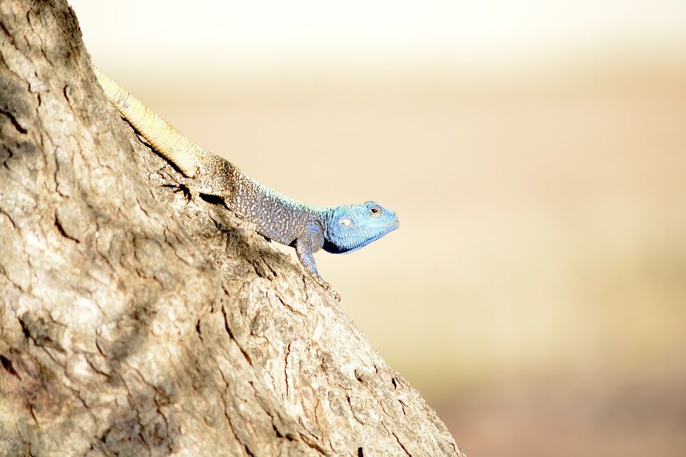 (Agama atra) - blue head lizard