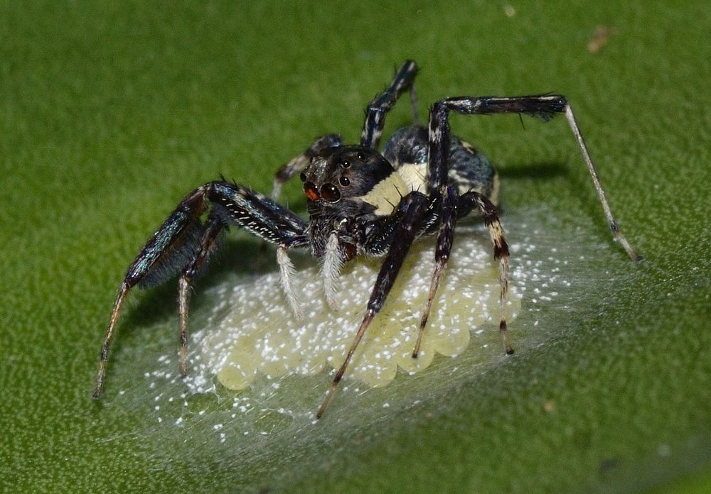 Breetus spider with eggs