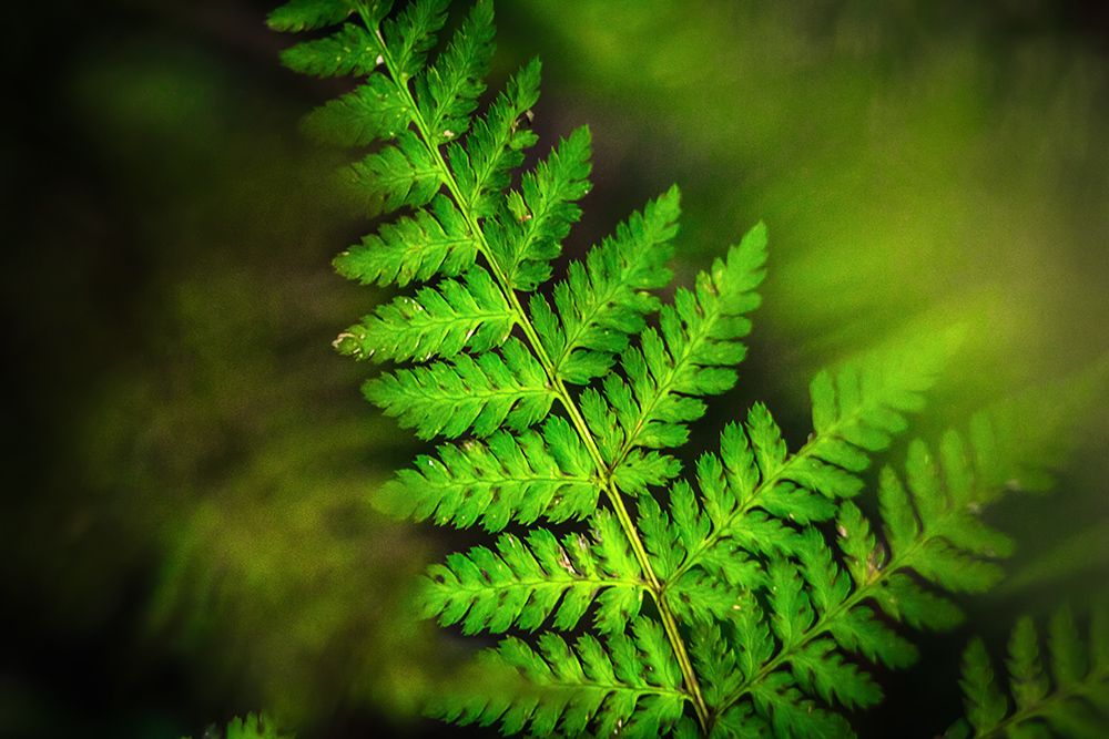 Папоротник