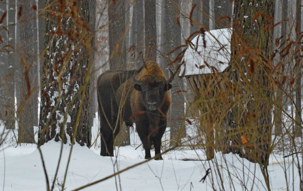 Зубр / Bison bonasus