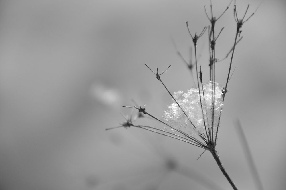 Зимний цветок