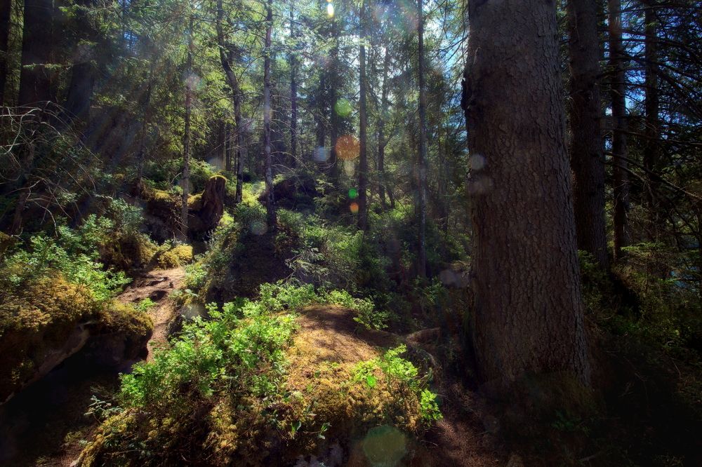 Лесная чаща