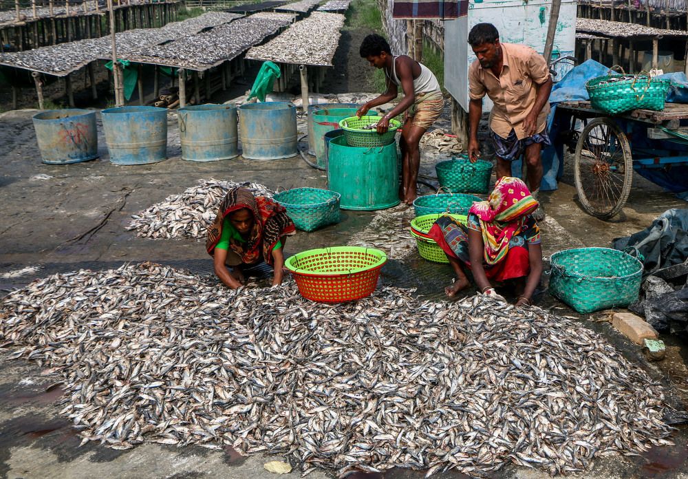 Dry Fish Processing