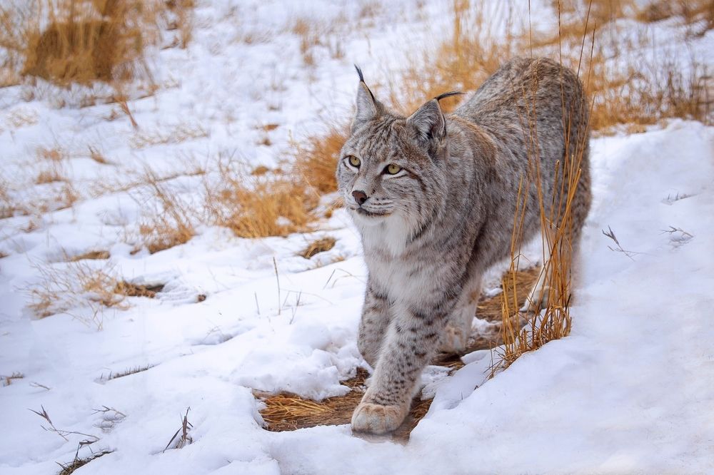 Красавица рысь