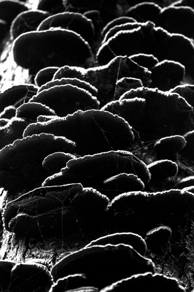 Чёрно-белые грибы