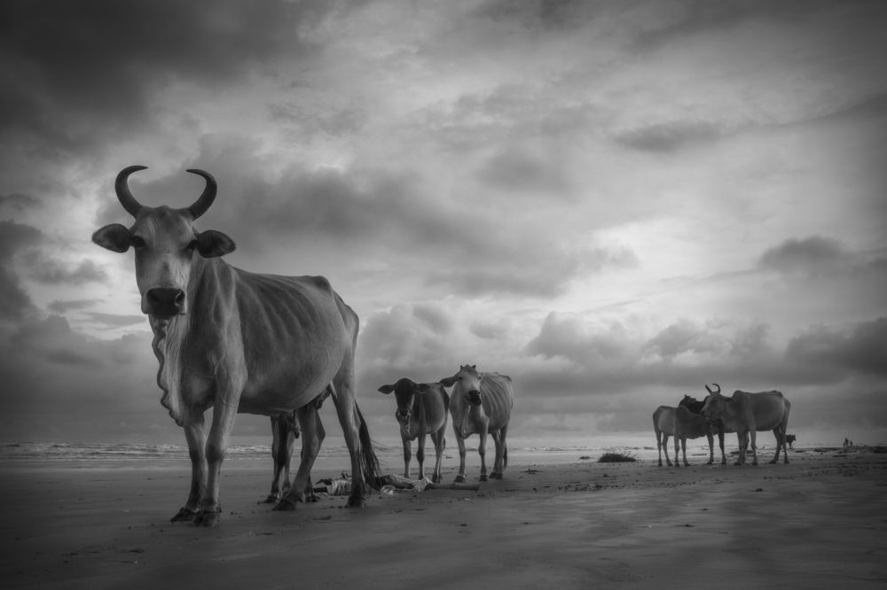 Cows on the Beach