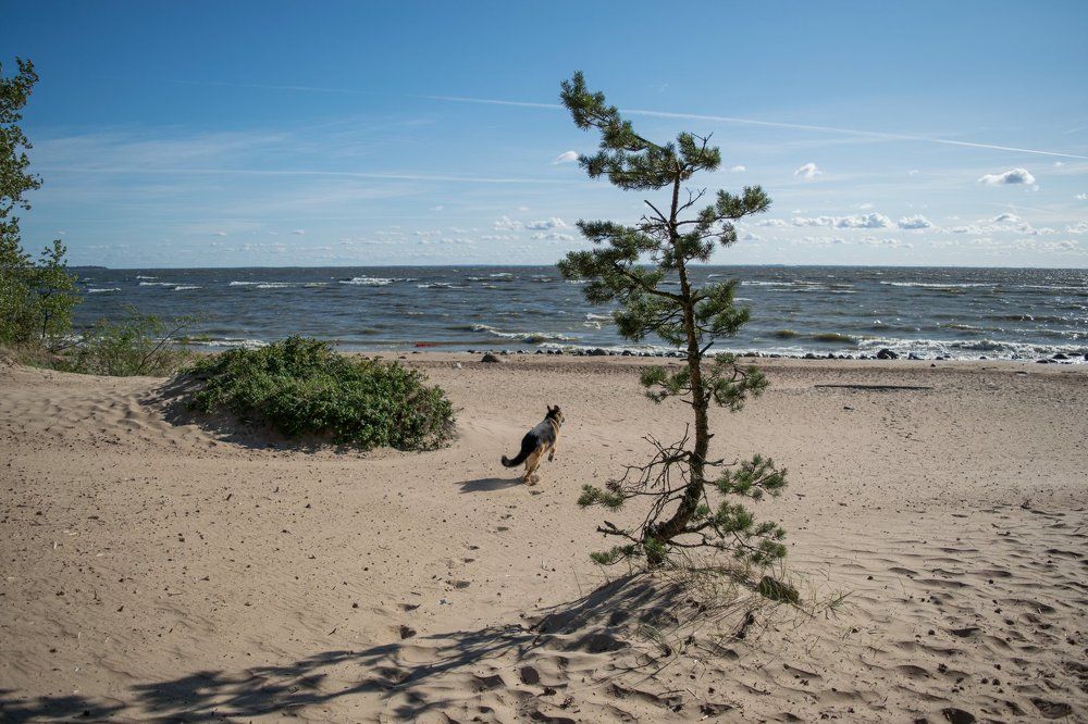 Финский залив