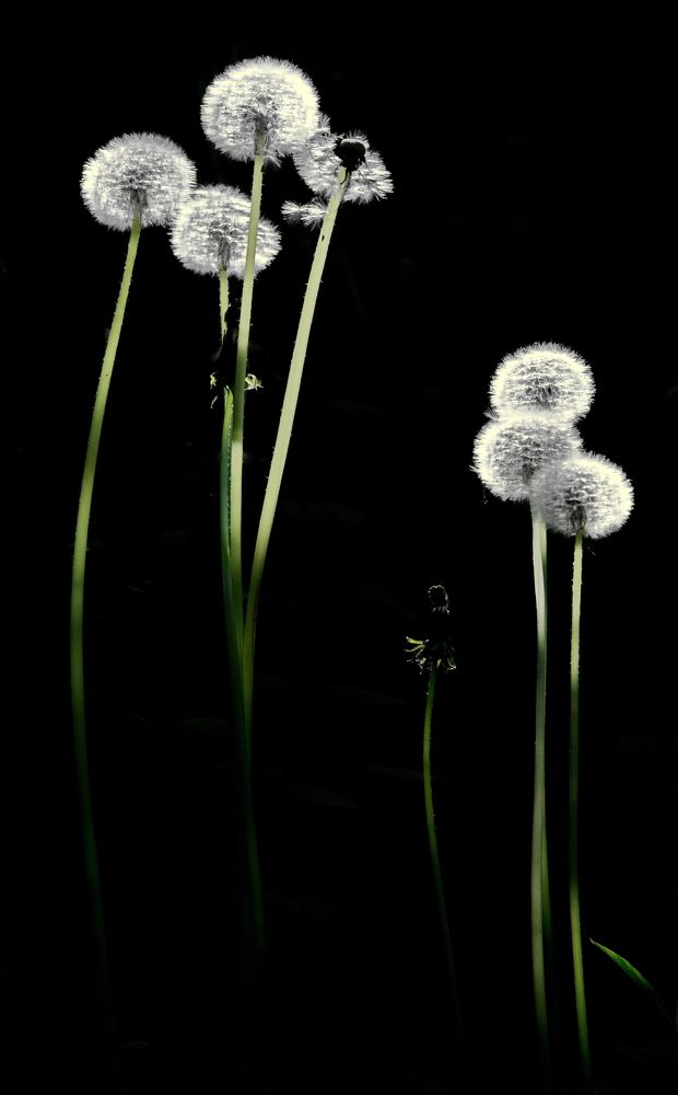 одуванчики