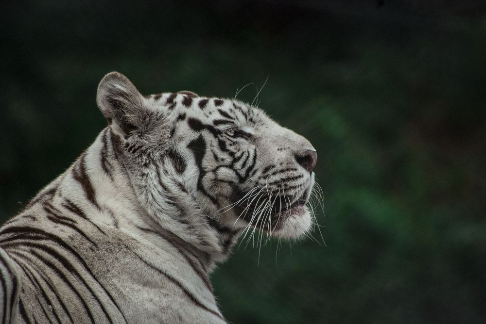 Majestic
