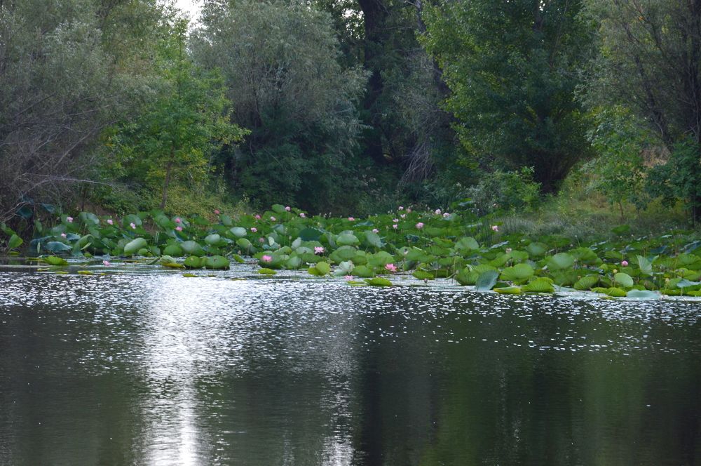 лотосы