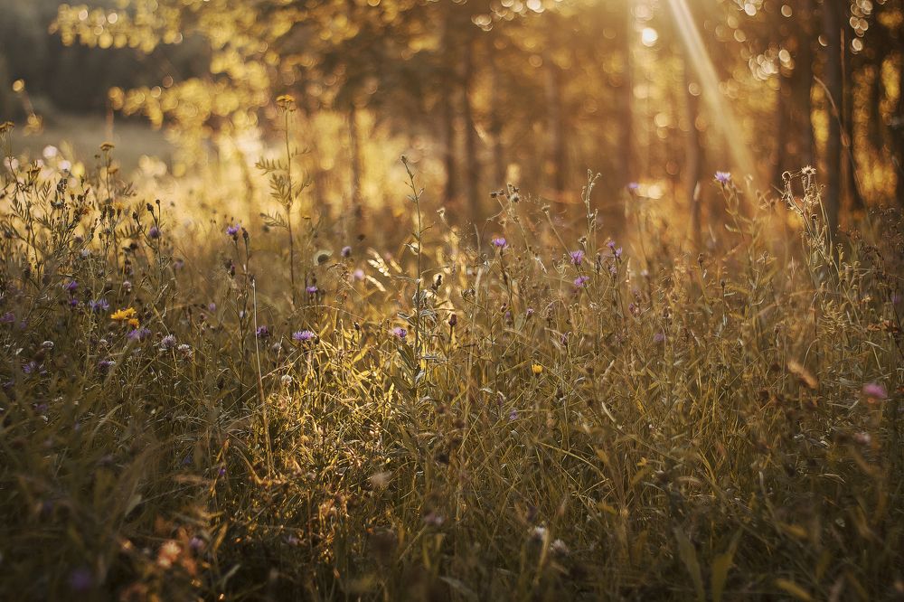 "Умиротворение в простоте"