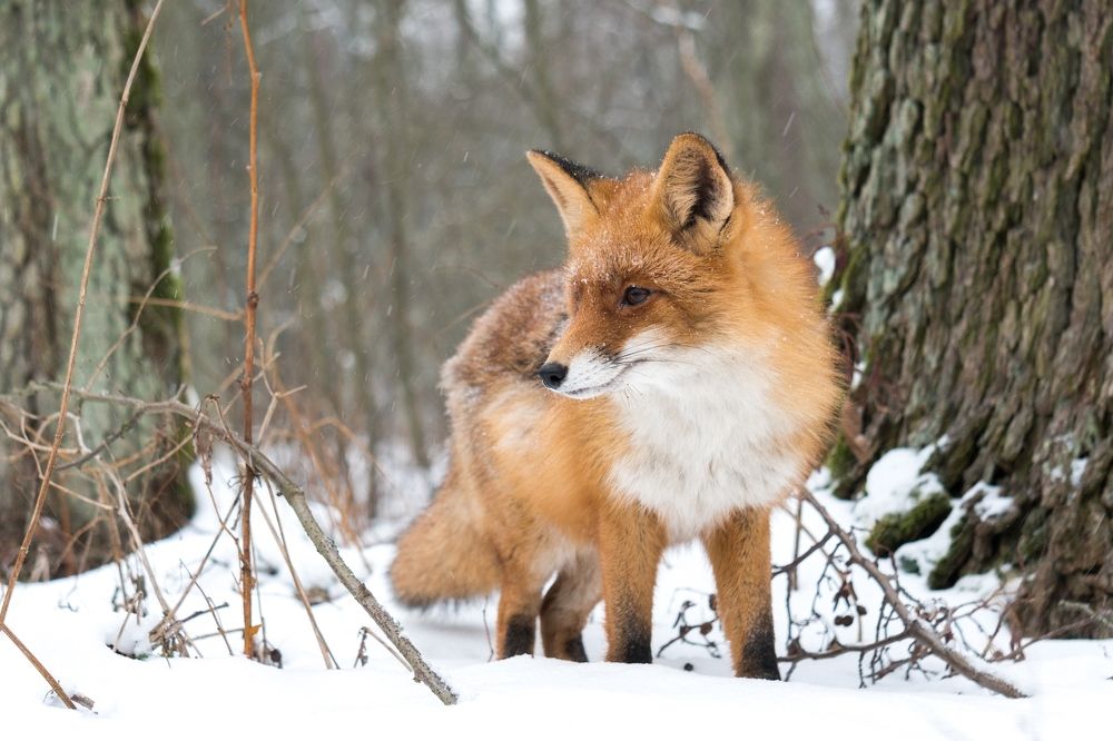 Самая красивая