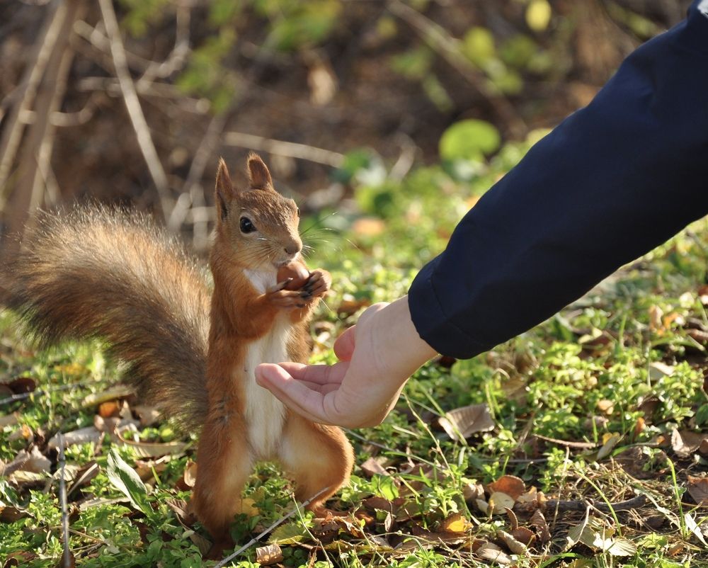 Бесстрашная и голодная белка