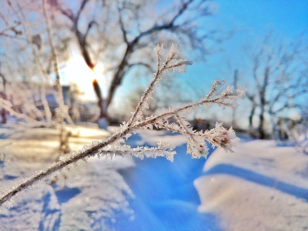 Веточка в снегу