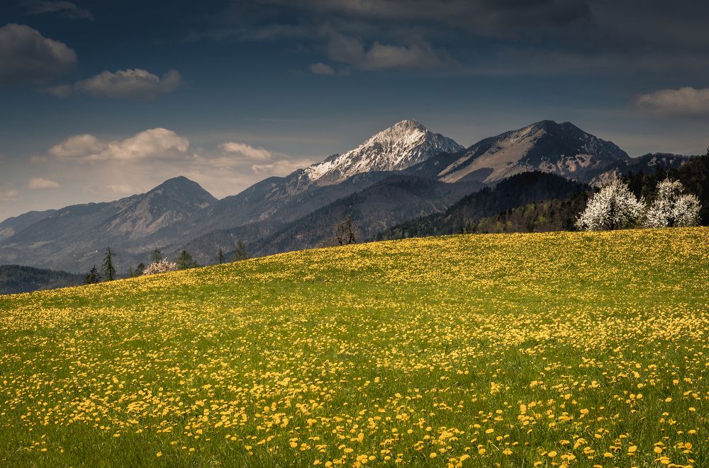 Spring in the Alps II
