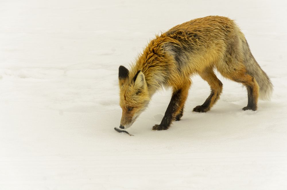 голодный лисец