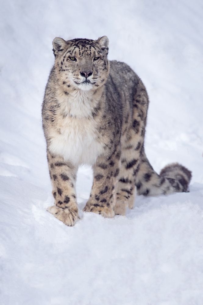 Таинственный царь высокогорья