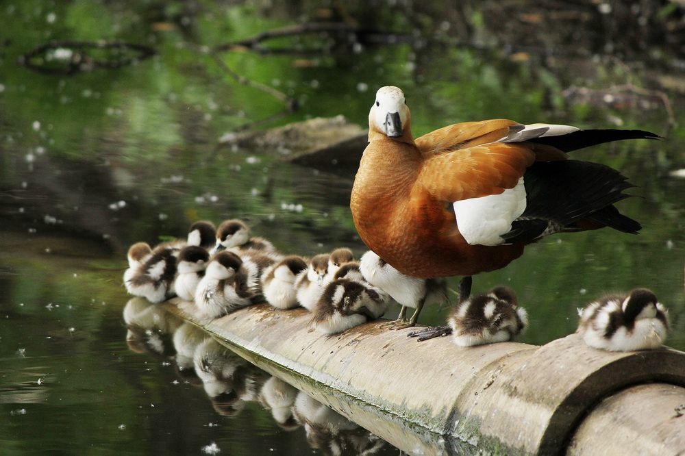Family walking (Семейная прогулка)